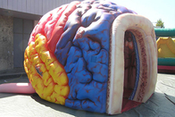Triển lãm mô hình bộ não Mega bơm hơi Lều khổng lồ bộ não lớn của con người