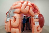 Lều mô hình bộ não bơm hơi Triển lãm hội nghị y tế bơm hơi - Mega Brain