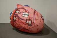Các bộ phận cơ thể người có thể bơm hơi được Não bộ khổng lồ Phổi để giảng dạy các hoạt động y tế