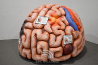 Các bộ phận cơ thể người có thể bơm hơi được Não bộ khổng lồ Phổi để giảng dạy các hoạt động y tế