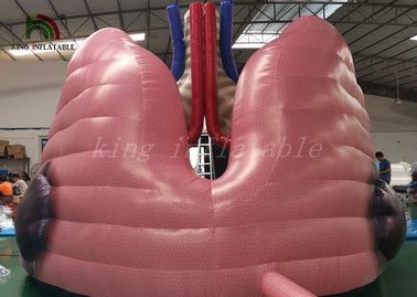 Xác thịt mô phỏng phổi mô hình phổi cho nghiên cứu y học