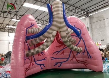 Xác thịt mô phỏng phổi mô hình phổi cho nghiên cứu y học
